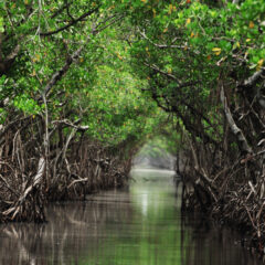 Haïti-environnement : l’urgence de restaurer les mangroves du Sud-est