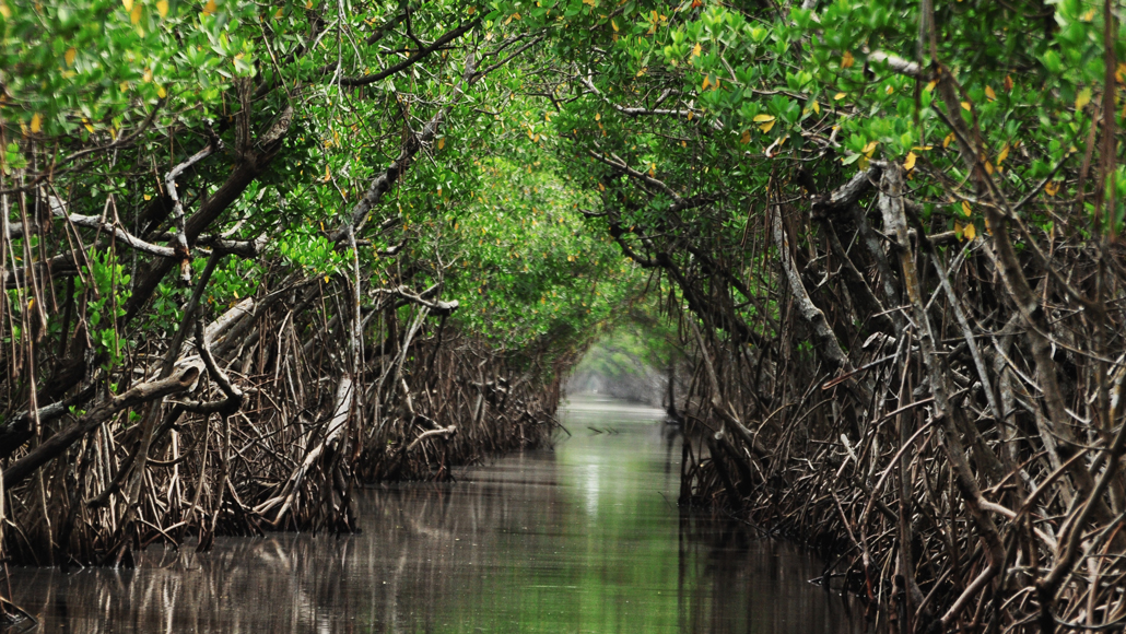 haiti mangroves